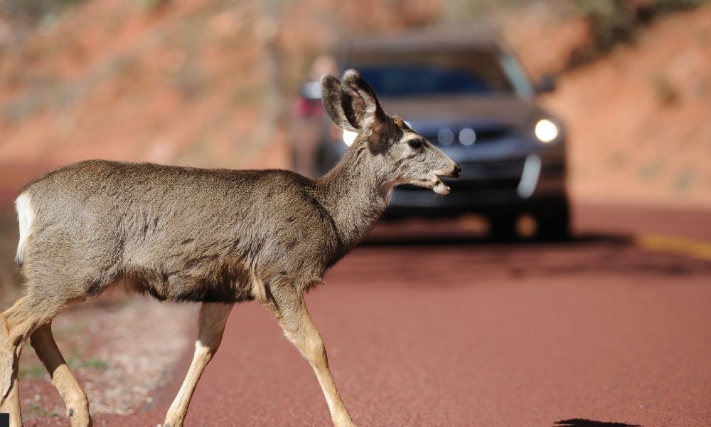 Cómo actuar si se atraviesa un animal en la carretera